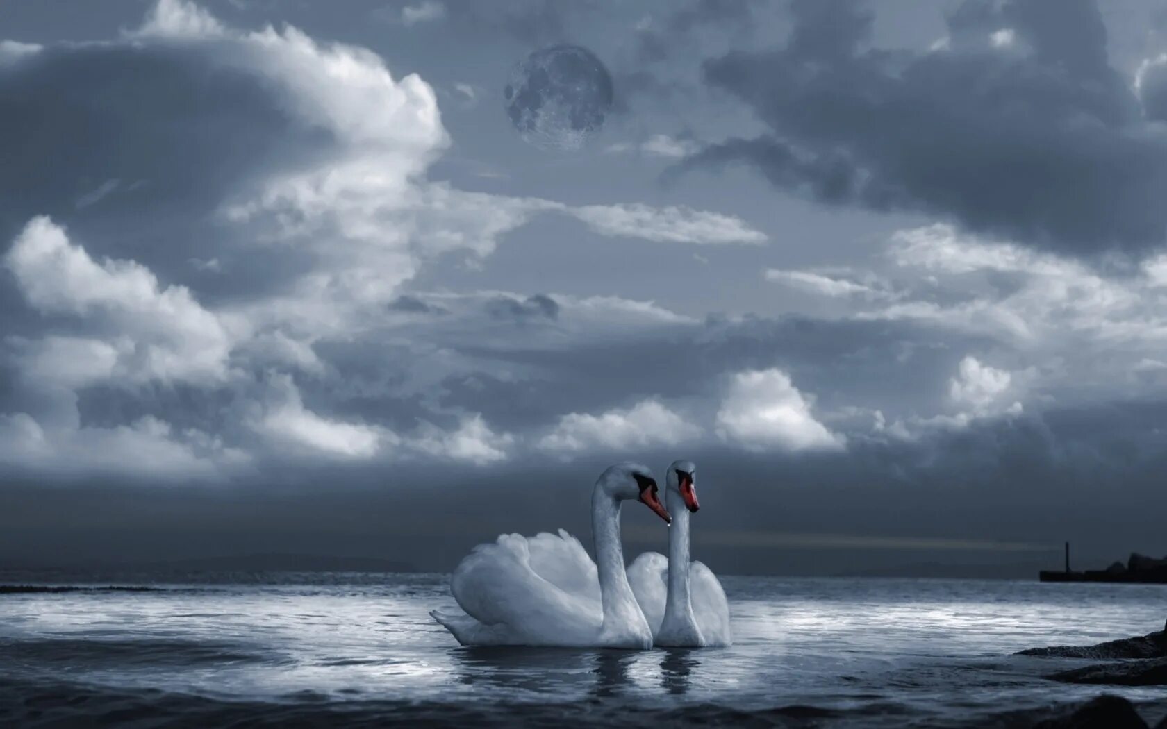 Лебеди на море. Лебеди в небе. Два лебедя. Лебедь в облаках. Белые облака лебеди