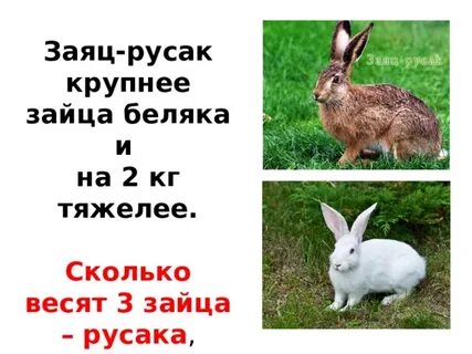 Сколько метров заяц