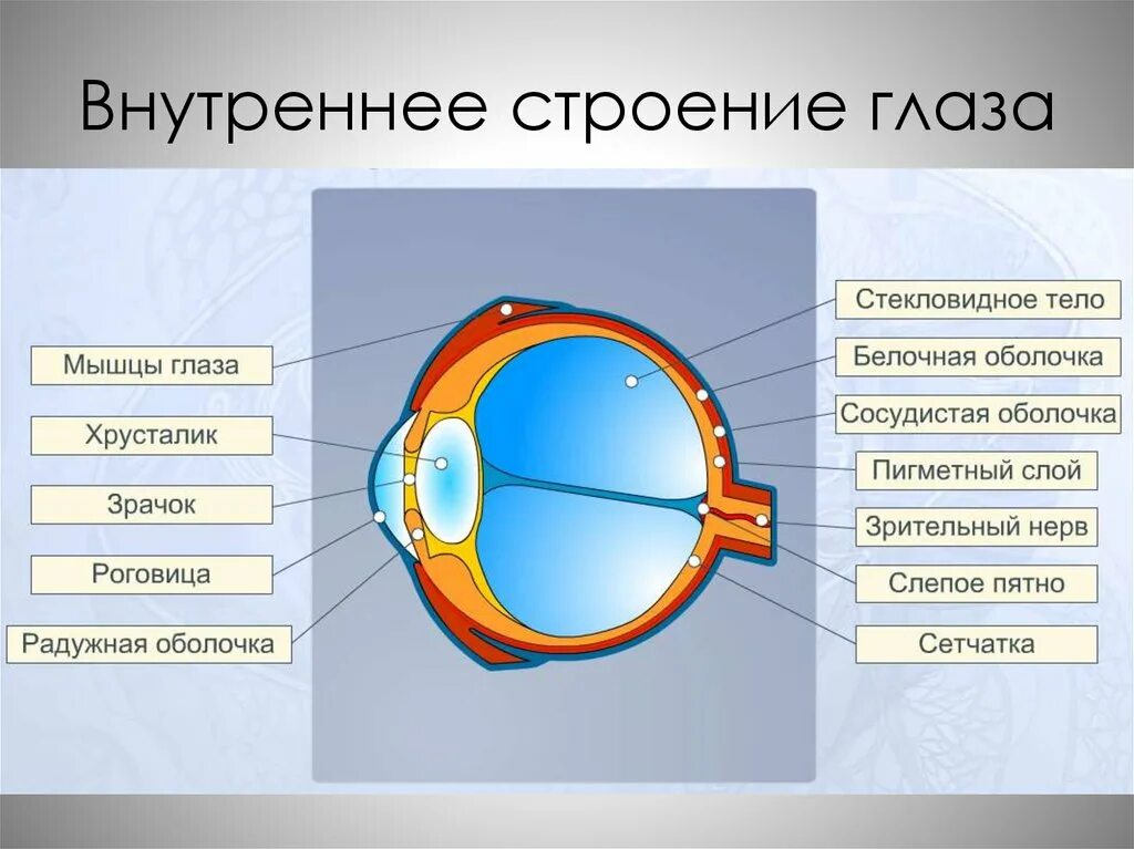 Обозначьте на рисунке строение глаза. Схема строения глазного анализатора. Строение зрительного анализатора глазное яблоко. Строение органов зрения и зрительного анализатора схема. Зрительный анализатор схема глаза.