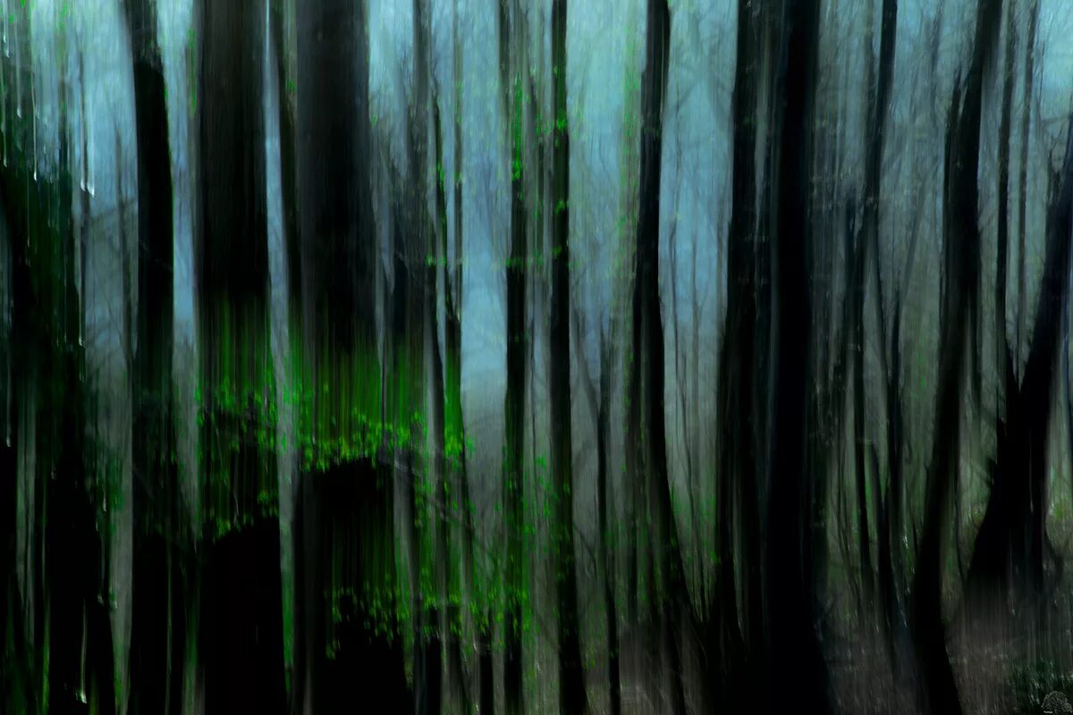 лес абстракция. абстрактный лес. абстрактный лес. лес абстракция как фотографировать. дерево абстракция.