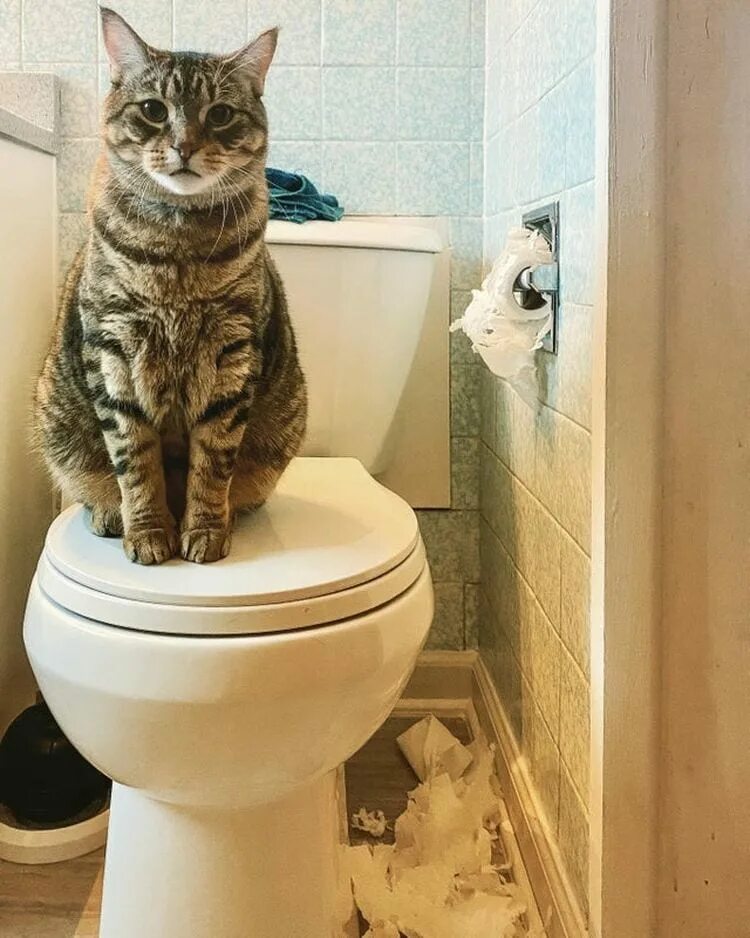 Нарисовать неожиданно. 19 забавных. Коты это жидкость картинки прикольные. Трум трум везучая и невезучая. Смешные животные ночью.