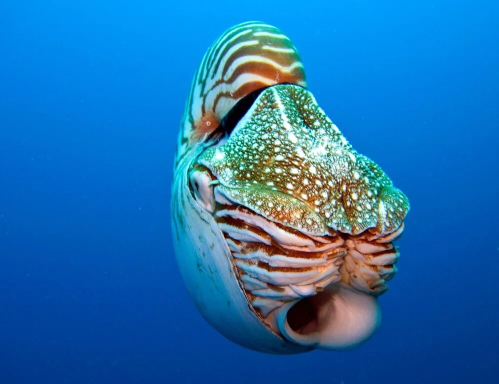 Двустворчатые моллюски наутилус. Наутилус помпилиус моллюск. Головоногие моллюски наутилус. Наутилус помпилиус раковина. Наутилус полированный.