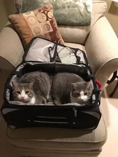 Собирать котики