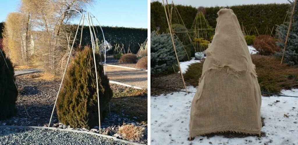 Когда открывать туи после зимы. Снежанка укрытие. Каркас для укрытия туи. Каркас для укрытия хвойных. Каркас укрытия для туй.