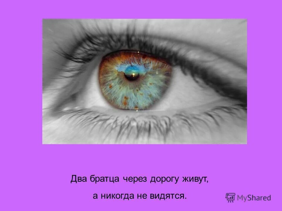 Два брата через дорогу живут а друг друга видят отгадка. Два братца через дорогу живут. Два братца через дорогу живут. Живут 2 друга глядят в 2 круга. Два братца через дорогу живут.