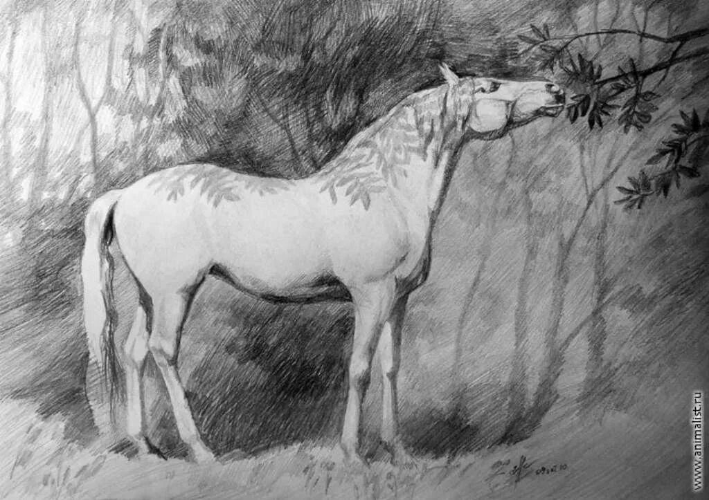 Рисовать picture. Лошадь карандашом. Лошадь рисунок карандашом. Пейзаж с лошадьми. Картинки лошадей карандашом.