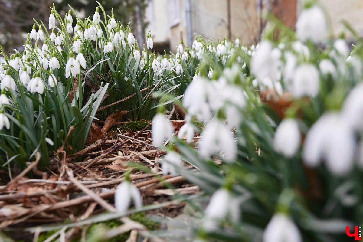 Весна природа пробуждается. Весна природа подснежники. Просыпаются цветы весной. Пробуждение природы. Подснежник снежный.