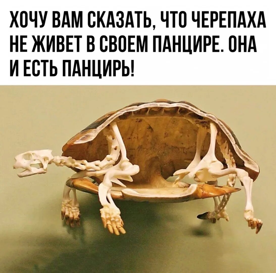 Бог черепах. Черепаха и ее панцирь. скелет черепахи без панциря. черепахи не живут в панцире.