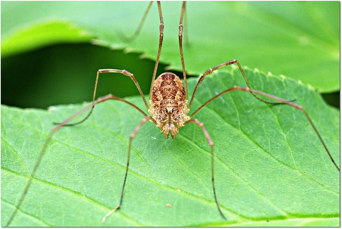 сенокосец хищник. мизгирь сенокосец. голиаф сенокосец. сенокосец обыкновенный. сенокосцы паукообразные.