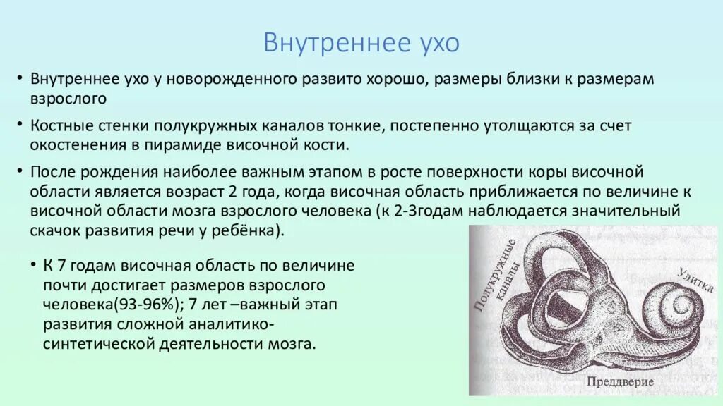 Внутреннее ухо. Возрастные особенности внутреннего уха. Внутреннее ухо возрастные особенности. Возрастные особенности органа слуха. Орган слуха у рыб ухо