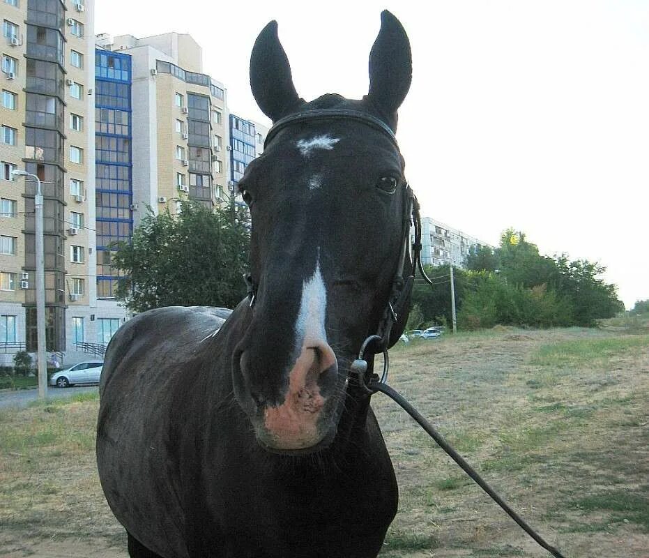 Конь г 5. Лошадь в городе. Конь в городе. Город жеребцы. Чёрная лошадка в городе.