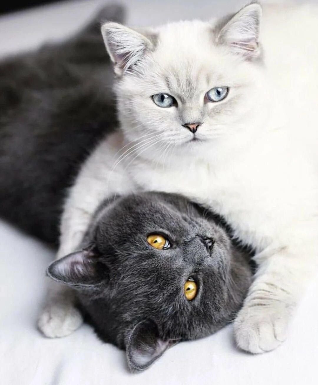 Красивые коты и кошки. Котики вместе. британская кошка. красивые британские кошки. две красивые кошки.