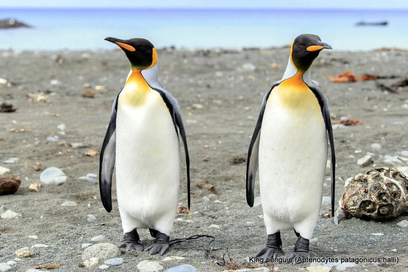 Aptenodytes patagonicus. Королевский Пингвин. Пингвин Aptenodytes Demersa. Королевский Пингвин Австария. Пингвин перевод