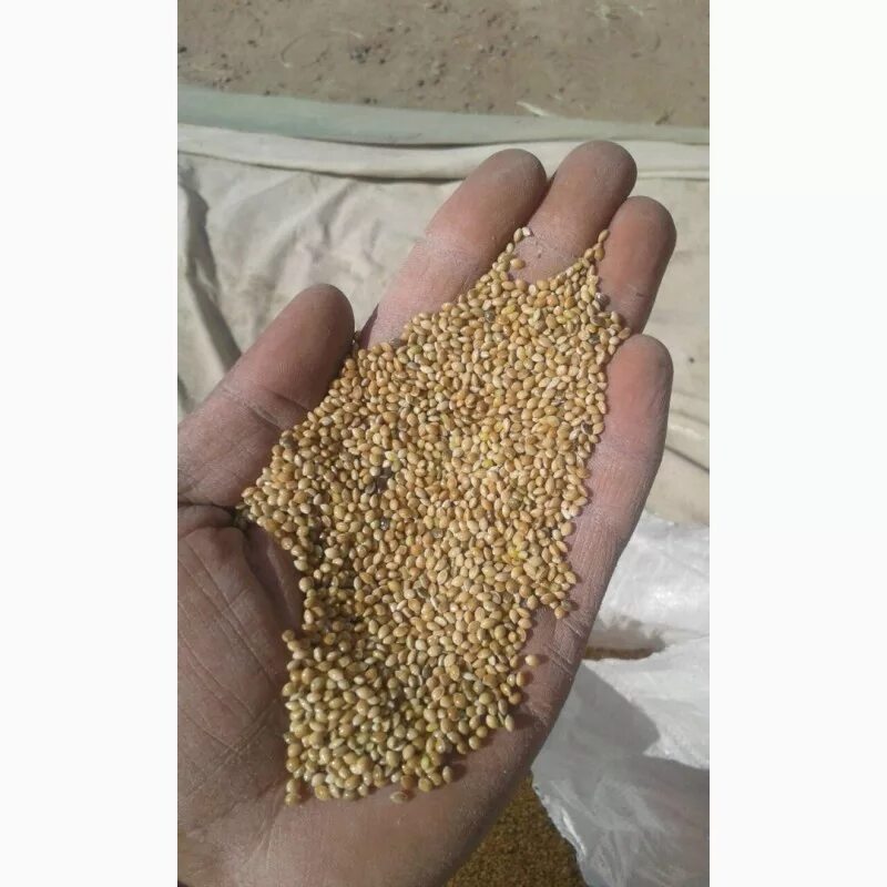 Отходы проса. Пшено дробленое. Пшено продам. Пшено для цыплят. Пшено сечка 2 сорт.