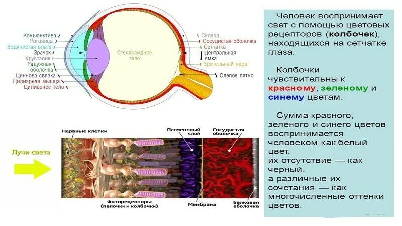 Колбочки и палочки какая оболочка глаза. К какому цвету избирательно чувствительны колбочки сетчатки?. К какому цвету чувствительны колбочки сетчатки глаза. Колбочки сетчатки к какому цвету чувствительны. Избирательно чувствительны колбочки сетчатки.