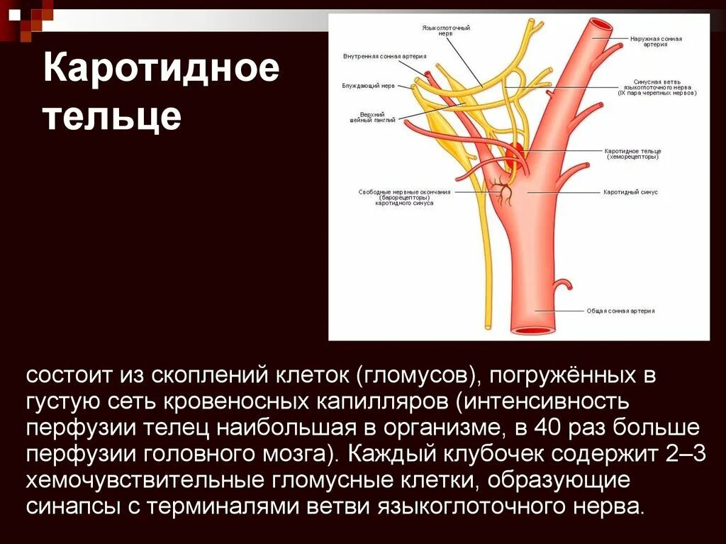 Правая сонная артерия где находится. Сонный гломус анатомия. Гломус каротикум. Клубочки каротидного синуса. Барорецепторы каротидного синуса.