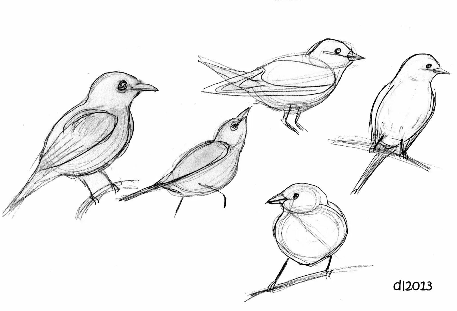Зарисовки птиц. Наброски птиц. Наброски и зарисовки птиц. Птица рисунок. Рисунок птиц карандашом легкие