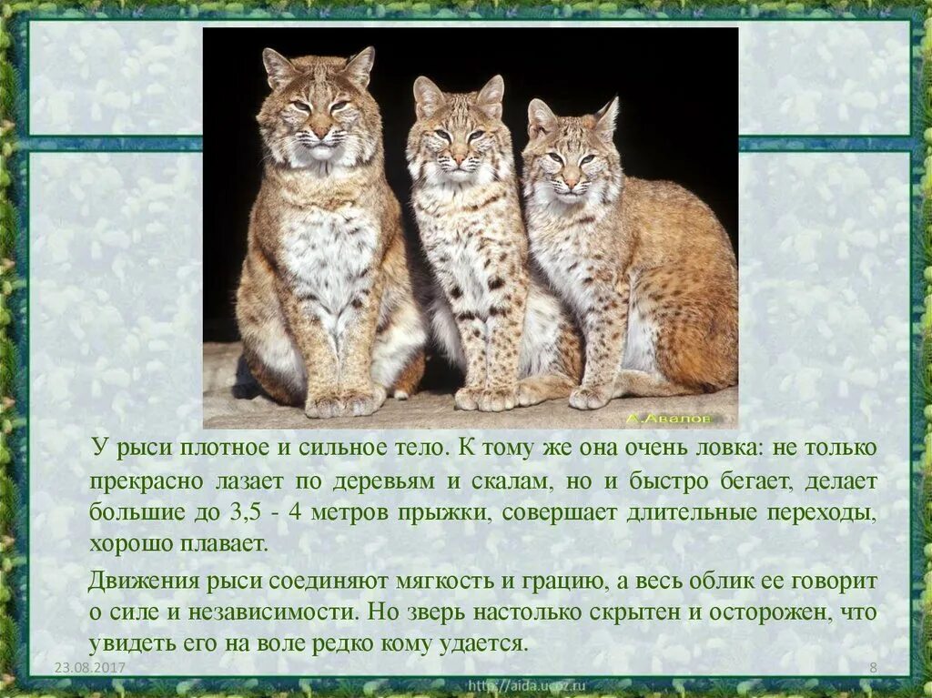 Содержание рыси. Интересные факты о рыси. Маленький доклад про Рысь. Доклад про Рысь. Маленькое сообщение о рыси.