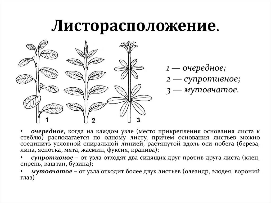 Листорасположение листьев шиповника. Очередное супротивное мутовчатое листорасположение. Листорасположение листьев липы. Типы листорасположения.