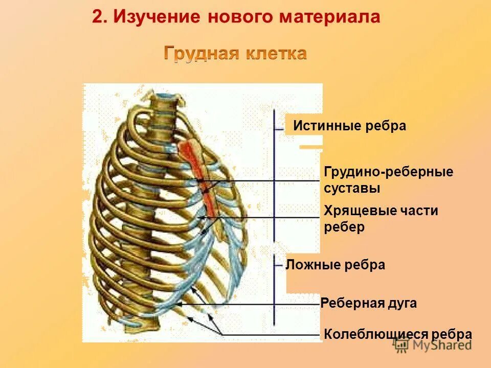 Грудина скелет строение. Из каких ребер состоит изображенный на рисунке. Из каких ребер состоит изображенный на рисунке. Ребра анатомия человека строение. Строение первого ребра человека анатомия.