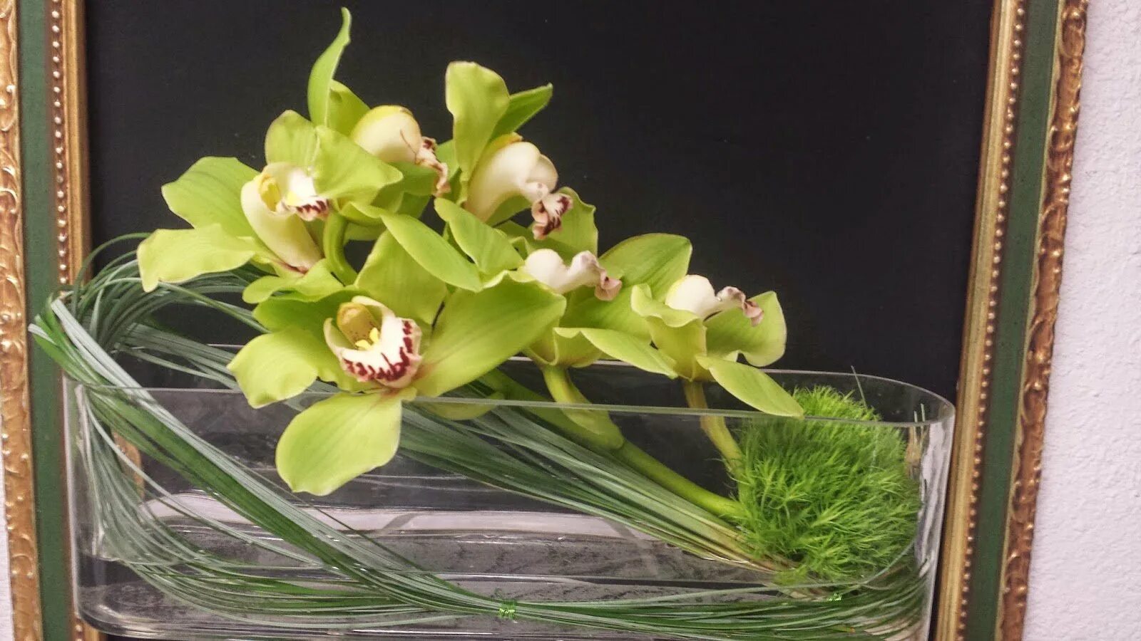 Орхидея Цимбидиум. Орхидея Цимбидиум зеленая. Орхидея Цимбидиум Каскад. Цимбидиум Грин. Подарили орхидею в горшке
