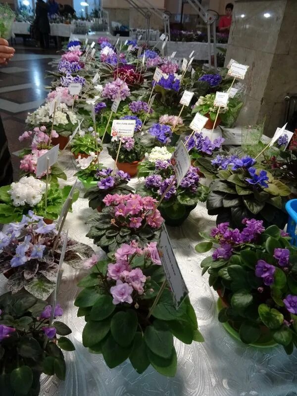 выставка цветов краснодар декабрь. выставка цветов в дк. ярмарка цветов краснодар. выставка цветов в краснодаре. спб евразия выставкауветов.