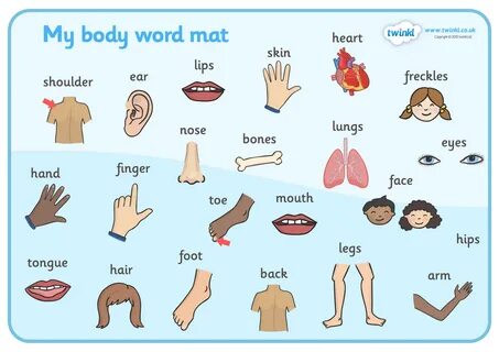 Body parts in spanish worksheet