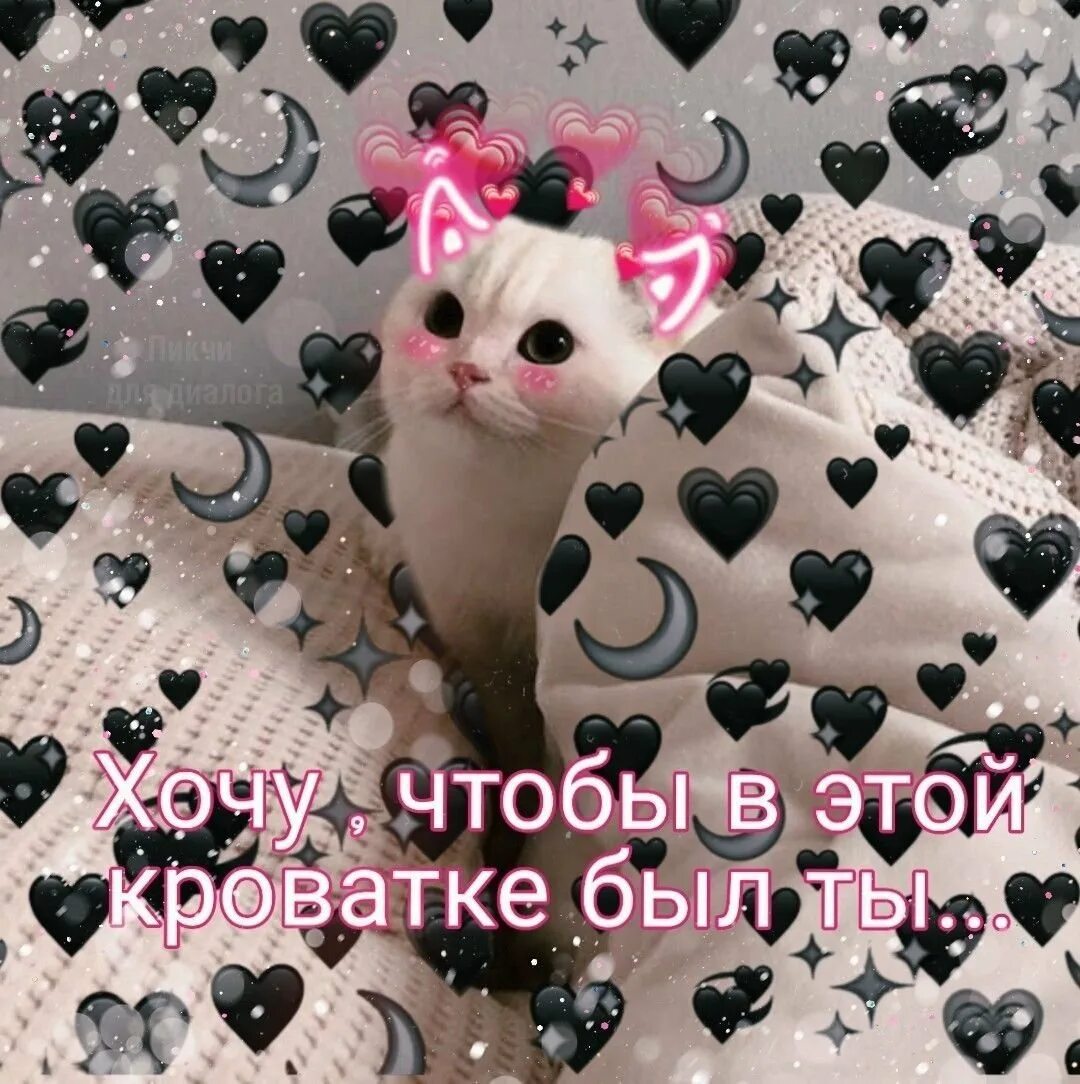 Картиночки с котиками и надписями. Милый котик с надписью. Милый котик с надписью. Милые котики с сердечками. Милый котик с надписью.