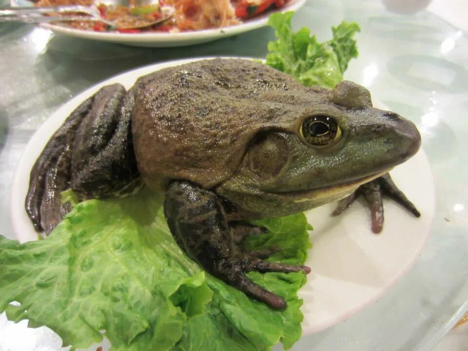 Какой вид лягушек едят. Лягушка бык Тайланд. Приготовленная лягушка. Жареная лягушка. Жаба еда.