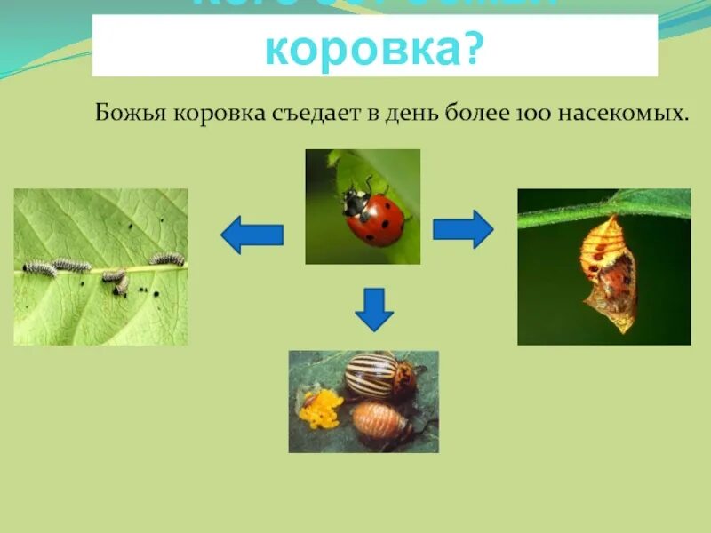 Сок розового куста тля паук насекомоядная птица. Цепь питания Божьей коровки. Кто ест Божью коровку. Цели питания Божьей коровки. Пищевая цепочка с Божьей коровкой.