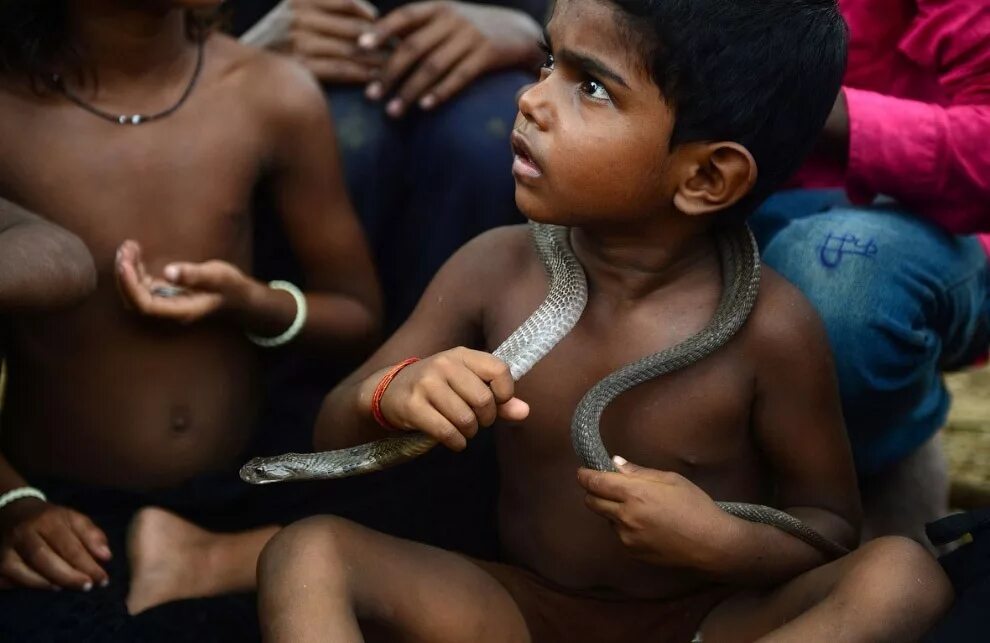 Индийский про змей. Праздник Nag Panchami в Индии. Праздник змей в Индии. Нагапанчами. Праздник змей.