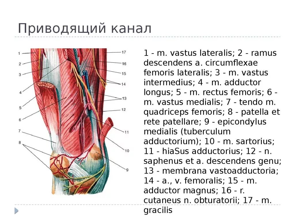 Бедренно-подколенный канал топографическая анатомия. Гунтеров канал топографическая анатомия. Приводящий канал (Canalis adductorius). Мышцы нижней конечности топографическая анатомия.