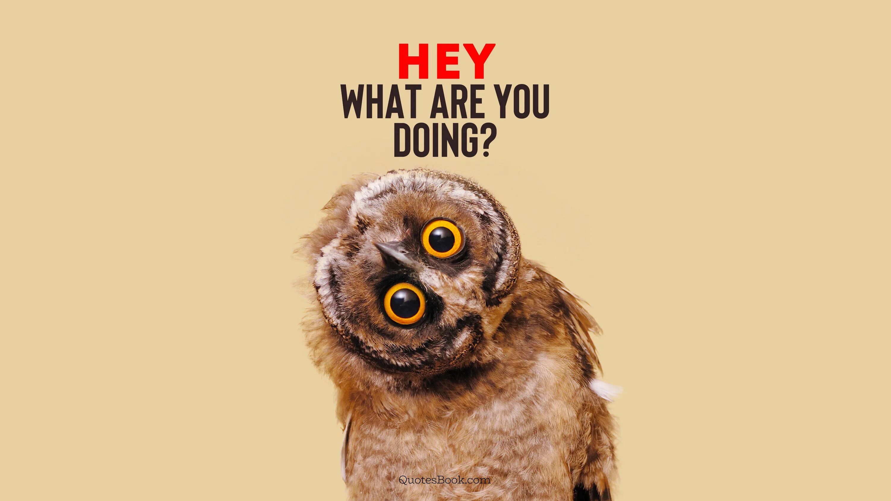 You are doing wonderful. Funny quotes. What are you meme. Funny quotes in English. Hey, what are you doing.