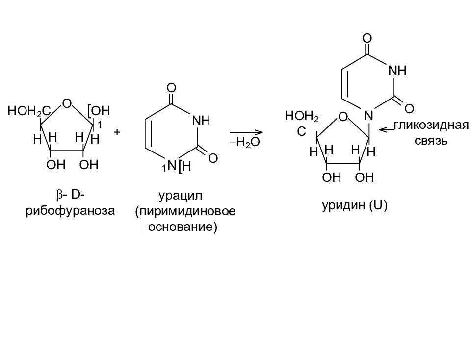 1 1 гликозидной связью. Урацил уридин. Гуанин + β-2-дезоксирибофураноза. Рибофураноза + урацил. Гуанин и д рибофураноза.