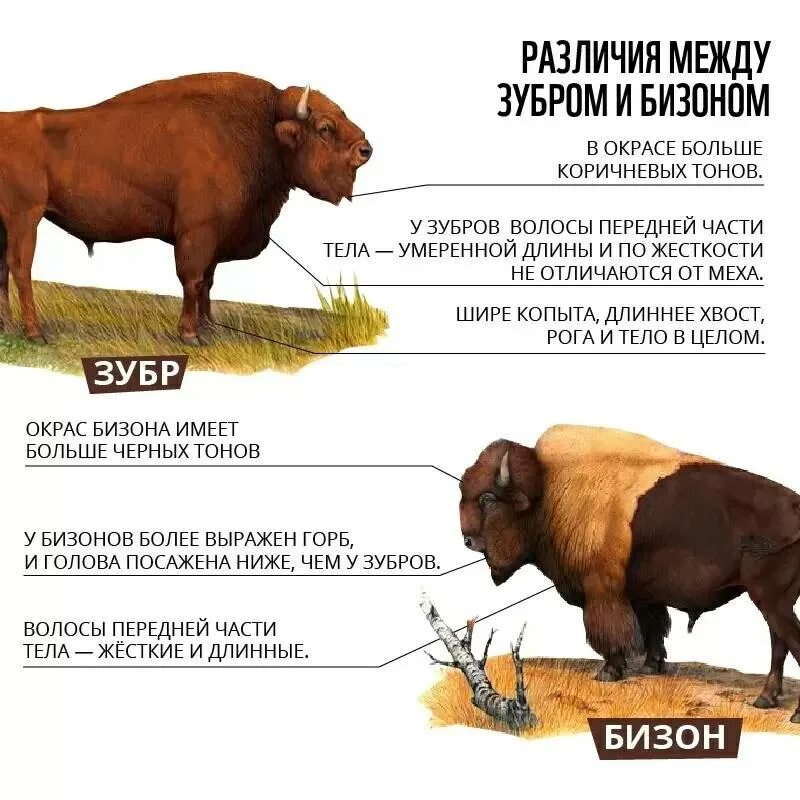 Зубр размеры. Размер бизона по сравнению с человеком. Зубробизон вес. Зубр размеры. Размеры бизона и зубра.