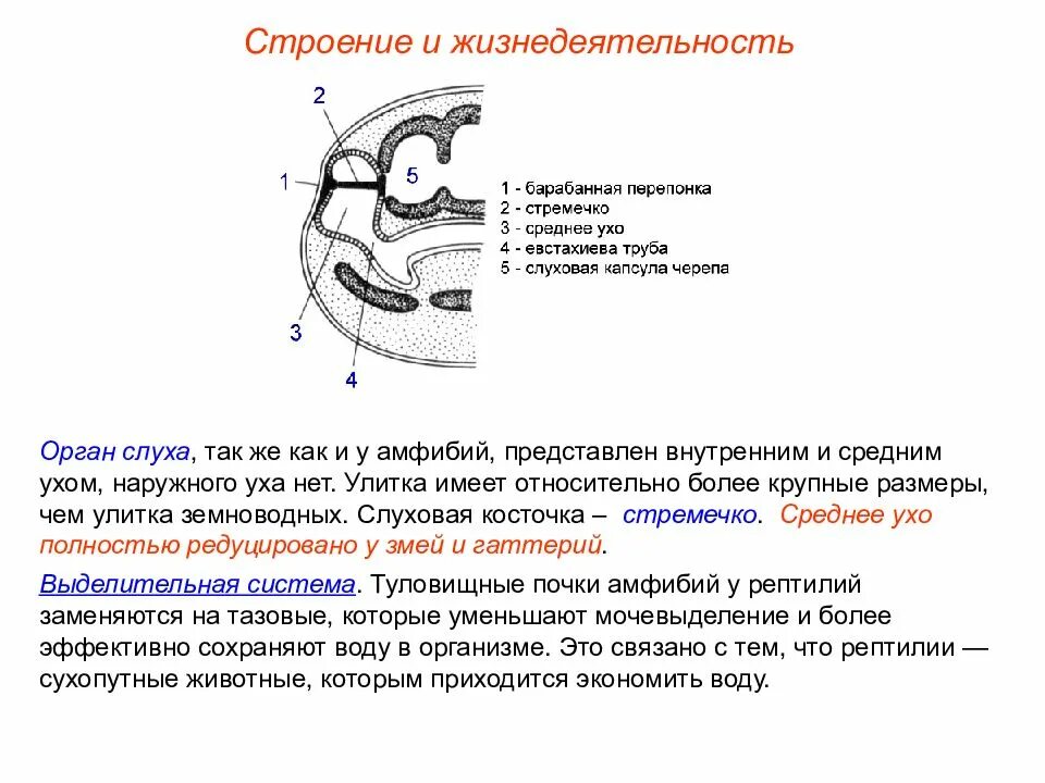 Орган слуха рептилий. Пресмыкающиеся строение органа слуха. Строение слуха у рептилий. Строение уха рептилий.