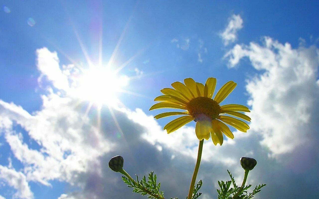 Солнечная погода перевод. Цветы и солнце. Лето солнце. Солнце летом. Солнечный цветок.