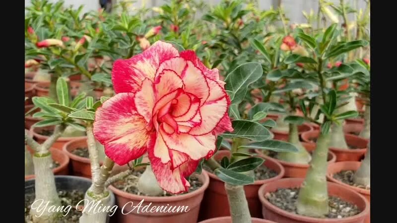 Алениум. Адениум royal sunshine. адениум golden faith. адениум yang ming adenium ароматный. алениум в керамике.