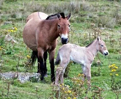 See horse