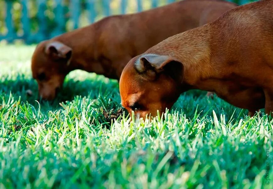Собака ест траву. Какашки собаки на траве. Собака кушает траву. Зачем собаки едят траву