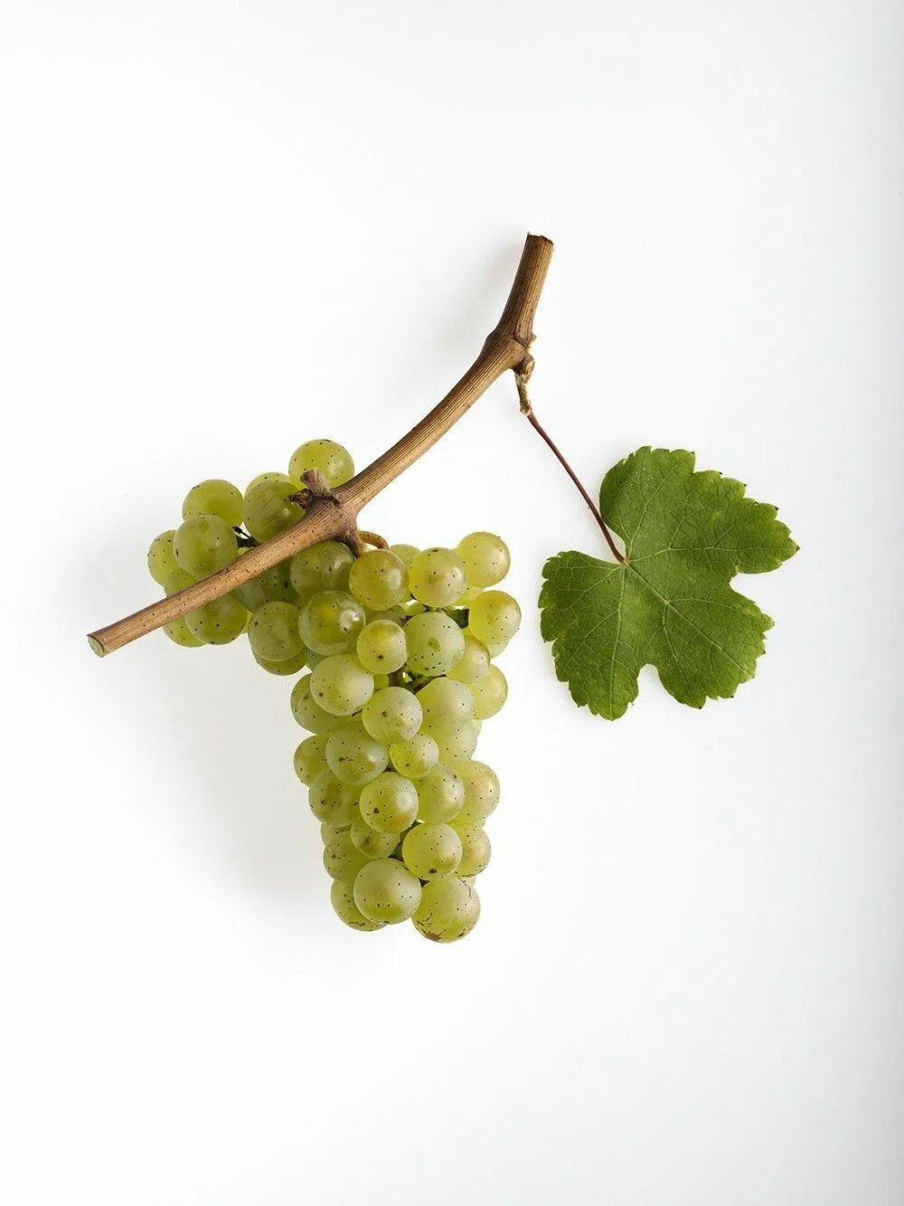 Сорт винограда для белого вина 7 букв