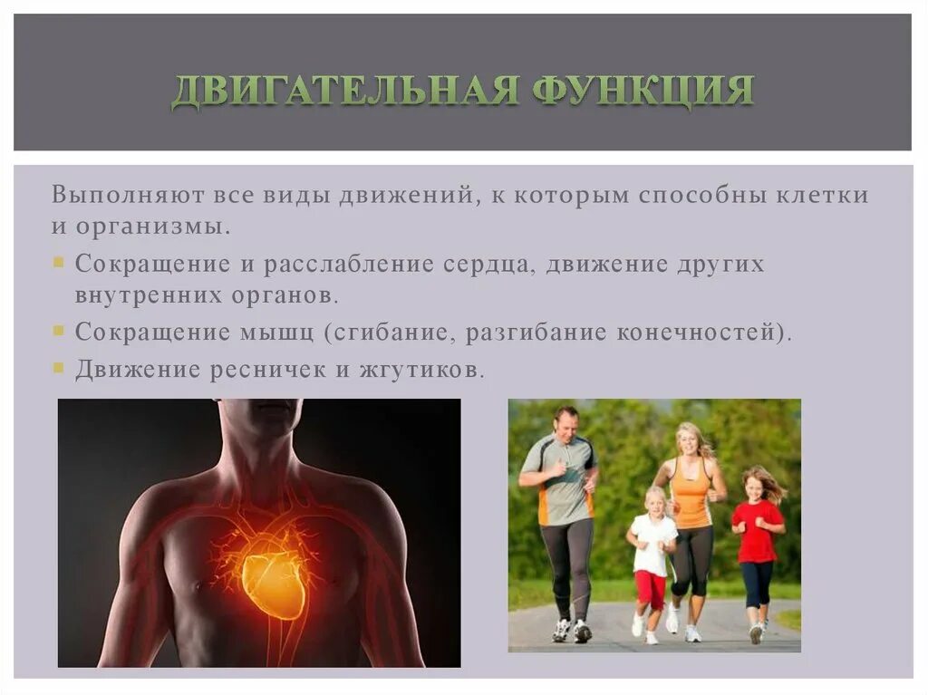 Двигательная функция определение. Двигательная функция. двигательная функция белков. белки двигательная функция. двигательные функции организма.