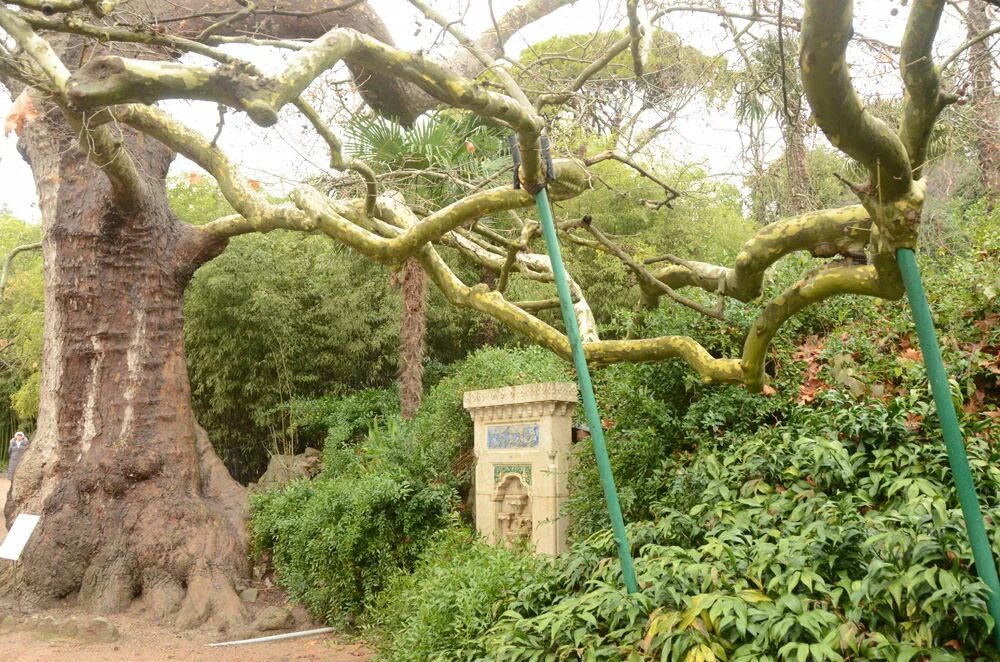 Платан восточный зимостойкость. Платан восточный дерево никитский ботанический сад. Дендрарий адлер платан. Платан симферополь. Платан восточный (platanus orientalis).