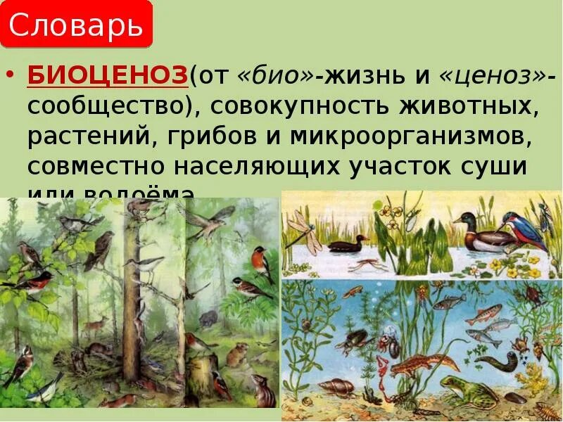 Сообщение о природном сообществе животные