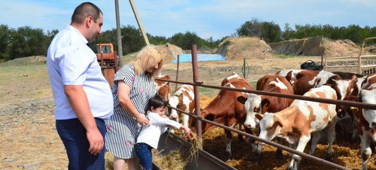 Спк животноводство. Крестьянское фермерское хозяйство. фермы сельскохозяйственные. животноводство ферма. ферма кфх.
