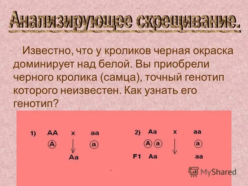 Скрестили белого и черного кроликов определите генотип