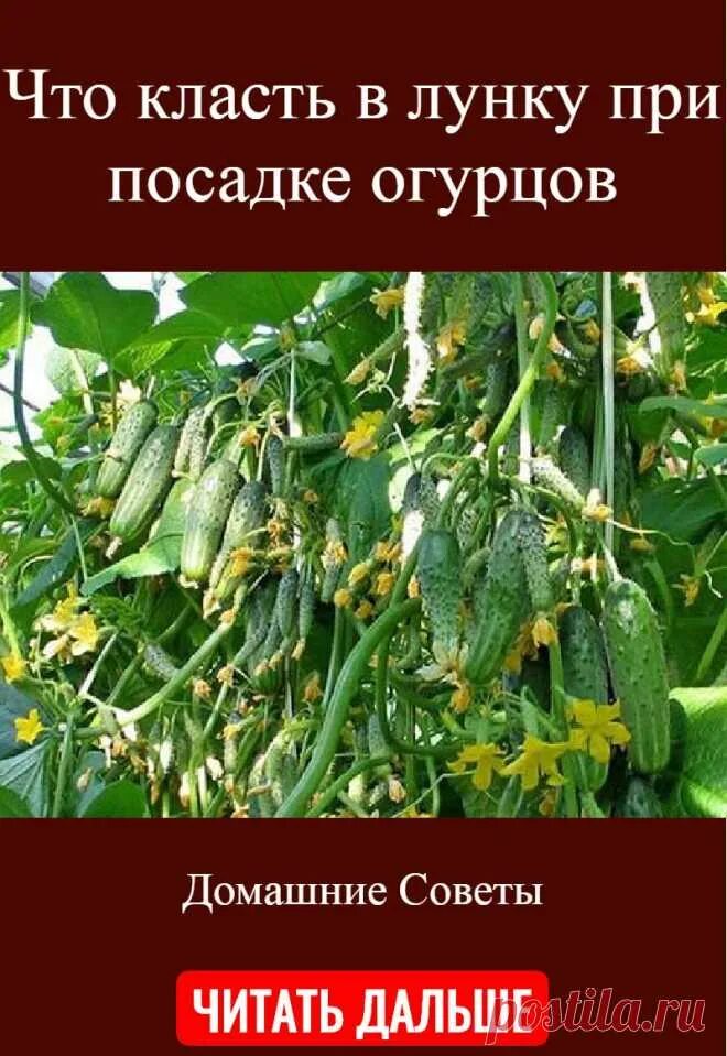 При посадке огурцы что положить. Что класть при посадке огурцов. Что положить в лунку для огурцов. Посадка огурцов в лунки. Что класть в лунку при посадке огурцов.