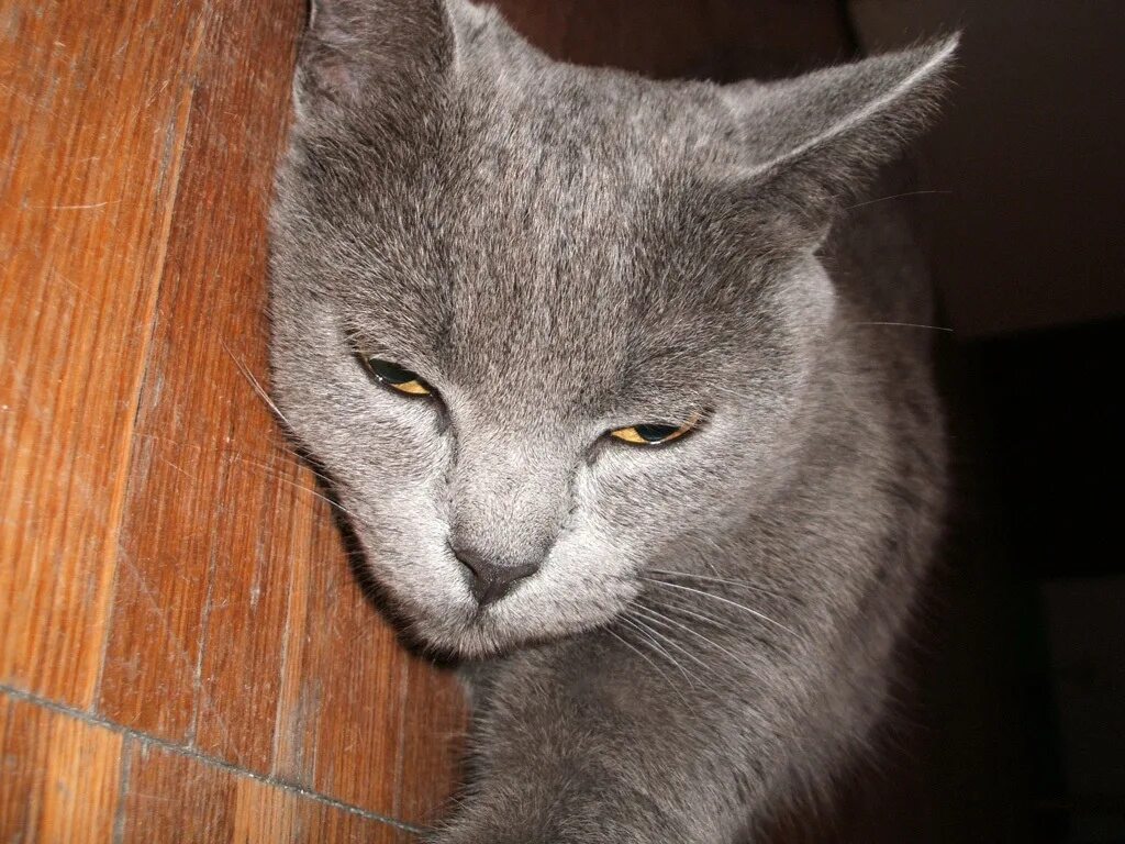 Серого стало меньше. Британская кошка короткошерстная серая. Кот британец пепельный. Дымчатый кот.