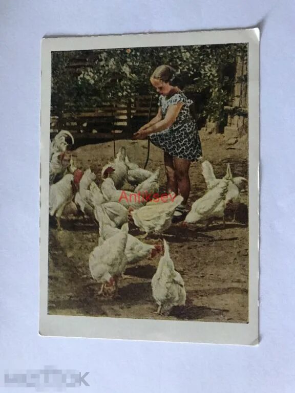 Картина дети кормят курицу. Девочка с курами. Картина дети кормят курицу и цыплят. Курочка СССР открытка. Девочка кормит цыплят.