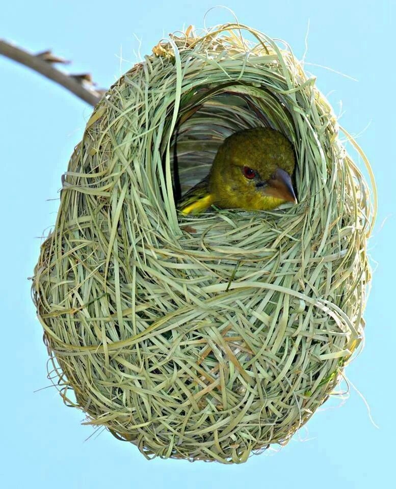 Гнездо Байя Уивер. Шалашник гнездо. Гнездо для птиц.. Птичье гнездо.